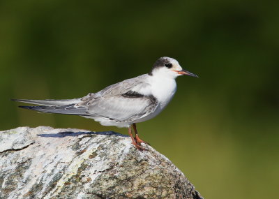Common Tern, juvenile