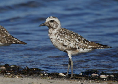 Black-bellied Plover, molting adult with a band on the upper right leg