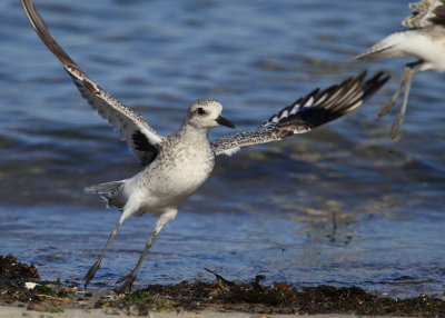 Black-bellied Plover, juvenile taking flight