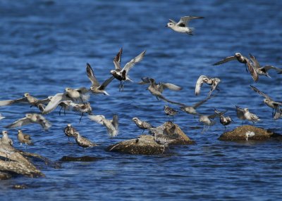 Black-bellied Plover, mixed flock with a few Red Knots
