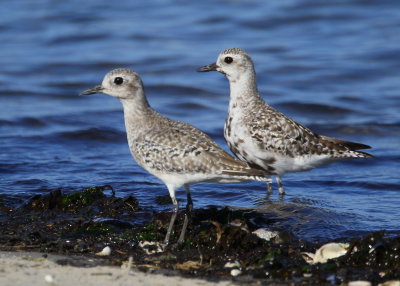 Black-bellied Plover, adults, rear bird with band