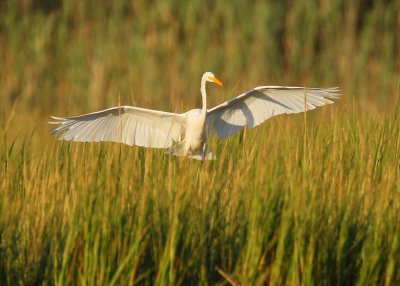 Great Egret soft landing