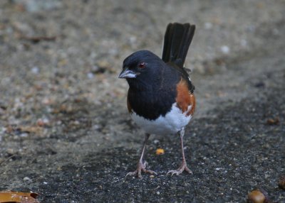 Eastern Towhee, male