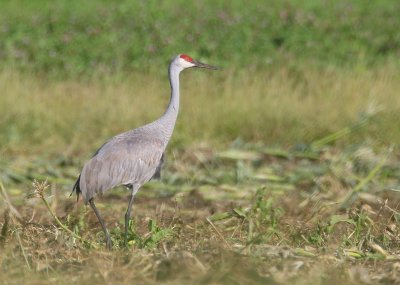 Sandhill Crane