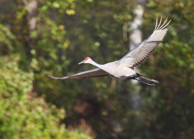 Sandhill Crane