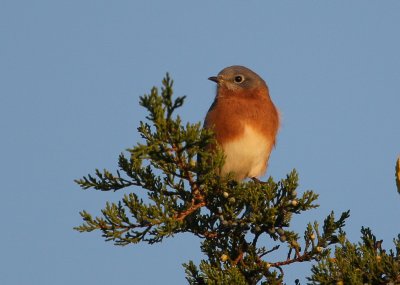 Eastern Bluebird