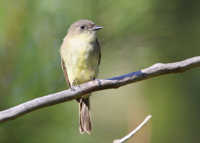 Eastern Phoebe