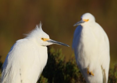 Snowy Egrets