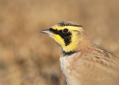 Horned Lark