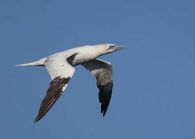 Northern Gannet