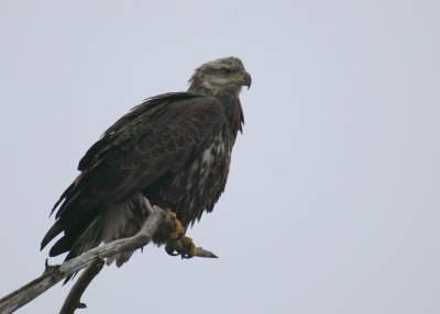 Bald Eagle, subadult