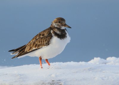 Ruddy Turnstone