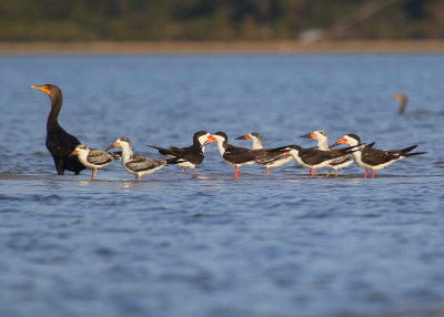 Black Skimmers, adults and juveniles