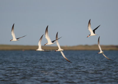 Black Skimmers, adults and juveniles in flight