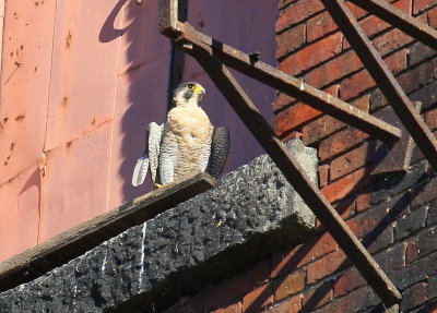 Peregrine adult