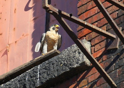 Peregrine adult