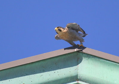 Peregrine adult, male