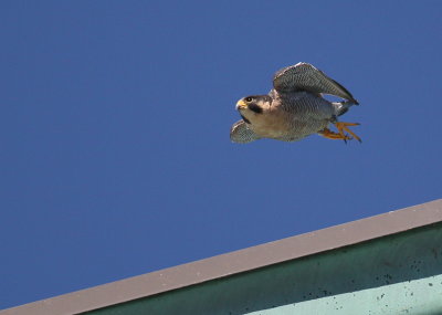 Peregrine adult, male