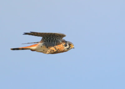 American Kestrel, male