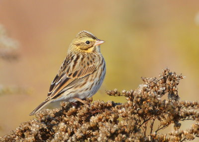 Savannah Sparrow