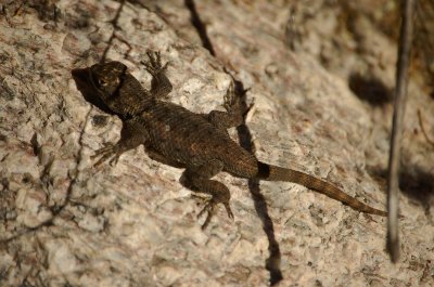 Desert Dweller