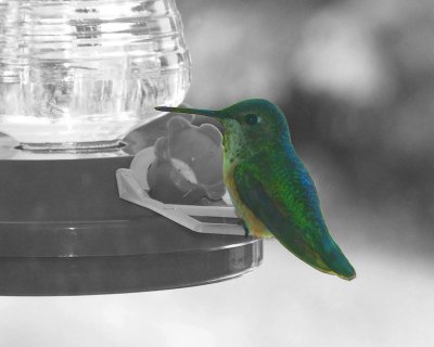 hummingbird on feeder, BC, Canada