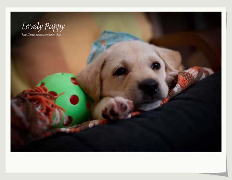 DSC06699-v.jpg
