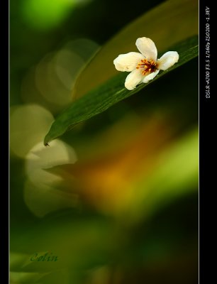 Tong Flowers