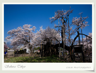 50DSC04862-v.jpg