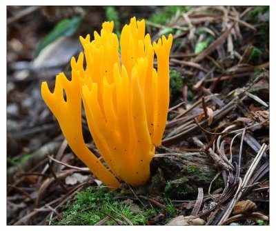 Stag horn fungi.