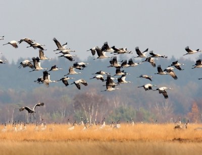 Kraanvogels - Common Cranes