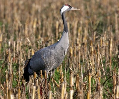 Kraanvogel - Common Crane