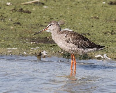 Zwarte Ruiter - Spotted Redshank