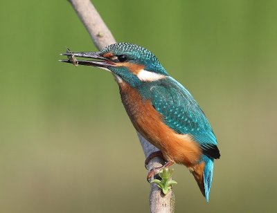 IJsvogel - Common Kingfisher