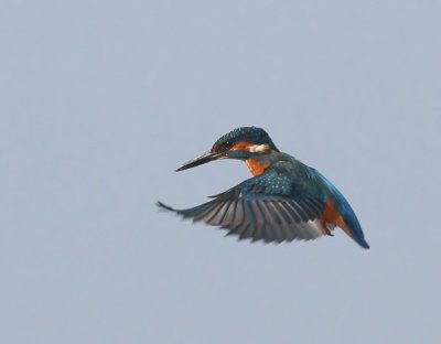 IJsvogel - Common Kingfisher