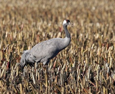 Kraanvogel - Common Crane