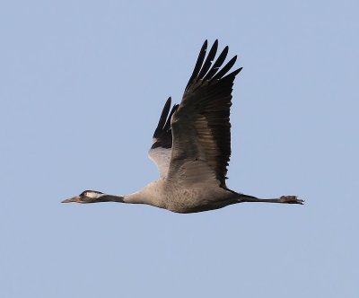 Kraanvogel - Common Crane