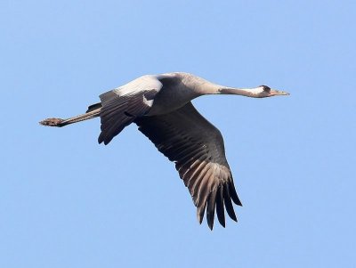 Kraanvogel - Common Crane