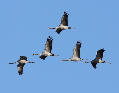 Kraanvogels - Common Cranes