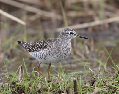 Bosruiter - Wood Sandpiper