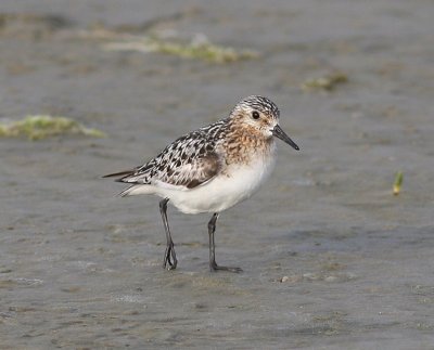 Drieteenstrandloper - Sanderling