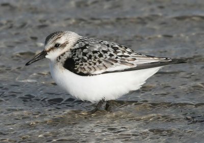 Drieteenstrandloper - Sanderling