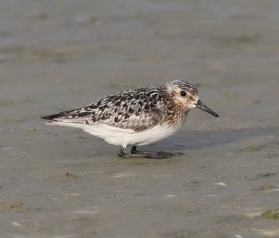 Drieteenstrandloper - Sanderling
