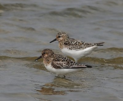 Drieteenstrandlopers - Sanderlings