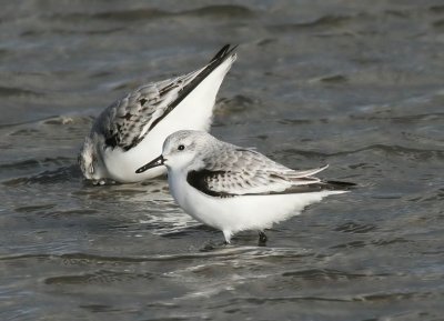 Drieteenstrandlopers - Sanderlings
