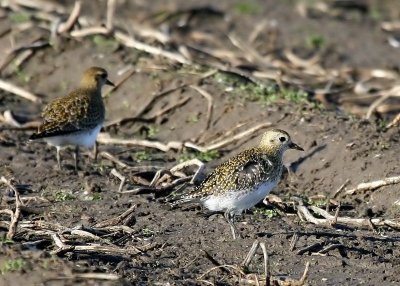 Goudplevier - European Golden Plover