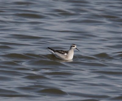 Grauwe Franjepoot - Red-necked Phalarope