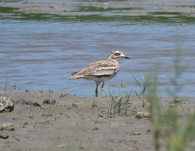 Griel - Stone-curlew