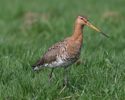 Grutto - Black-tailed Godwit