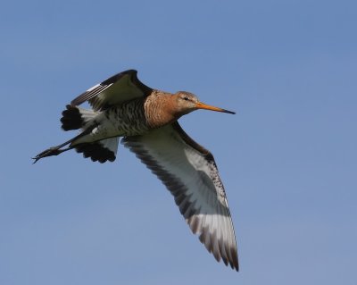 Grutto - Black-tailed Godwit